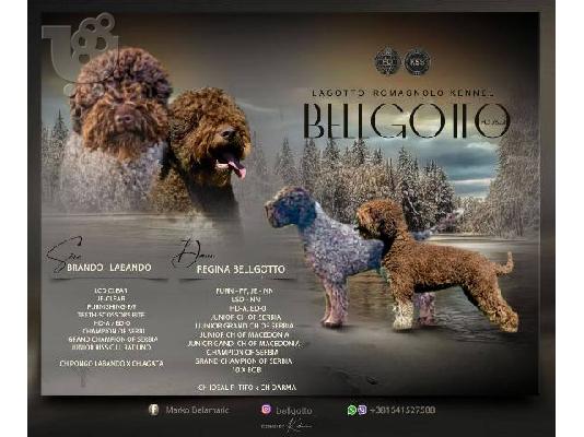 Κουτάβια Lagotto Romagnolo